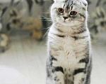 Кошки в Новосибирске: Кот на вязку шотландский вислоухий, 1 500 руб. - фото 4