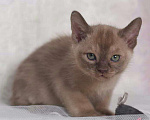 Кошки в Ливны: котята породы Европейская Бурма, 30 000 руб. - фото 5