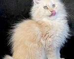 Кошки в Лянторе: Мейн кун, 26 000 руб. - фото 3