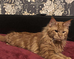 Кошки в Мур: Мейн кун на вязку (кот), 3 000 руб. - фото 4