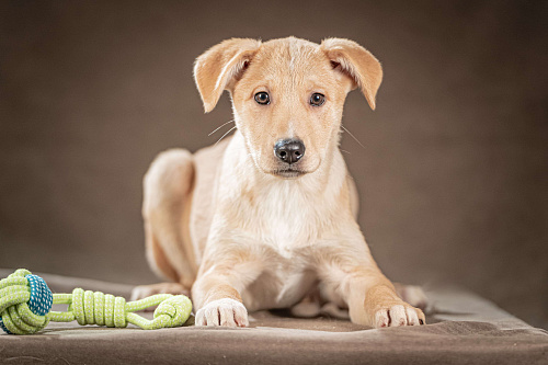 Марли — верный друг готов следовать за вами по пятам