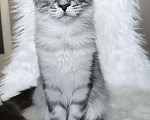 Кошки в Санкт-Петербурге: Котенок мейн-кун черный мрамор на серебре Девочка, 100 000 руб. - фото 1