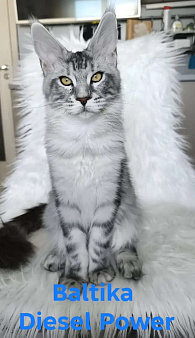 Котенок мейн-кун черный мрамор на серебре