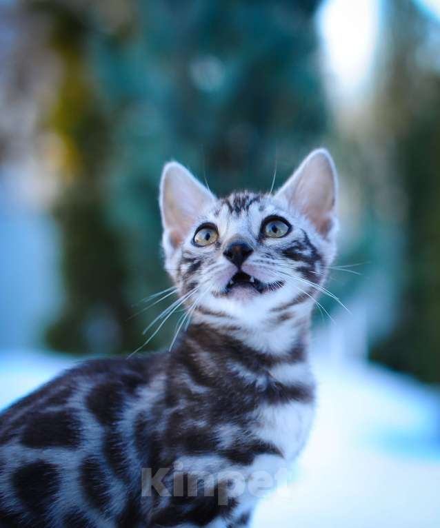 Кошки в Москве: бенгальский котенок Мальчик, 100 000 руб. - фото 1