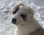 Собаки в Москве: Среднеазиатская овчарка, алабай, щенок Девочка, Бесплатно - фото 3