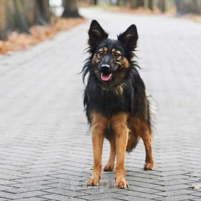 Собаки в Москве: Необыкновенная красавица Клер ждет свою семью. Девочка, Бесплатно - фото 8