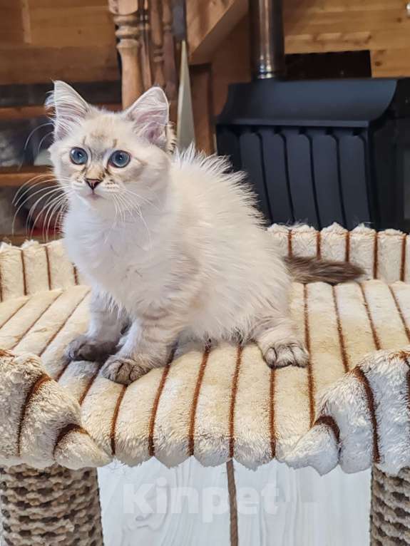 Кошки в других городах Московской области: Девочка Сия Девочка, 35 000 руб. - фото 4