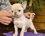 Собаки в Москве: Чихуахуа. Мальчик - Грэм Тайсон Мальчик, 50 000 руб. - фото 1