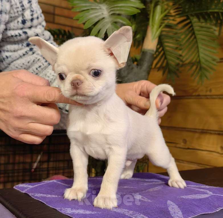 Собаки в Москве: Чихуахуа. Мальчик - Грэм Тайсон Мальчик, 50 000 руб. - фото 1