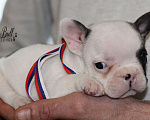 Собаки в Москве: Щенки французского бульдога с документами РКФ Разнополые, 35 000 руб. - фото 4