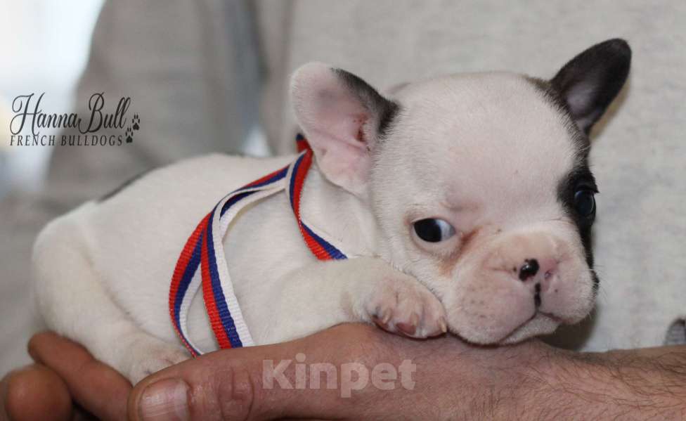 Собаки в Москве: Щенки французского бульдога с документами РКФ Разнополые, 35 000 руб. - фото 4