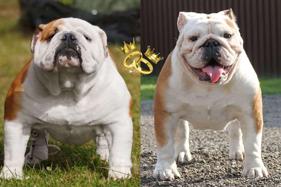 Собаки в Воронеже: Щенок английского бульдога Девочка, Бесплатно - фото 7