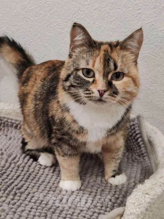 Кошки в Москве: Мелисса - ваша идеальная домашняя булочка Девочка, Бесплатно - фото 2