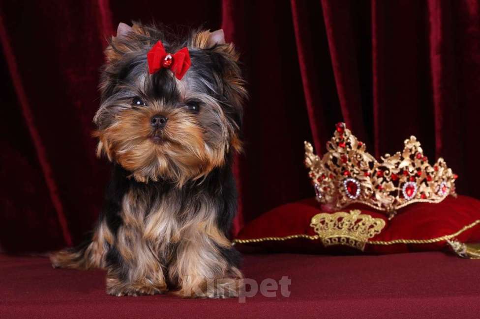 Собаки в Москве: Йоркширский терьер, мини, беби-фейс. Мерседес Девочка, 150 000 руб. - фото 2