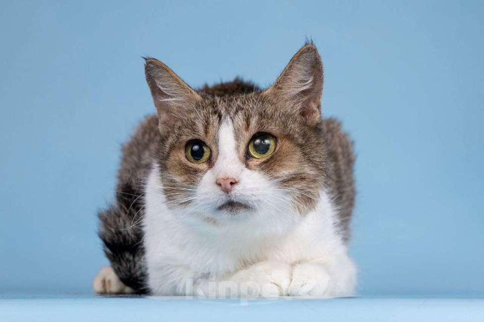 Кошки в Москве: Самая грустная на свете кошечка Девочка, Бесплатно - фото 3