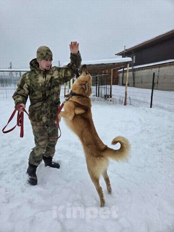 Собаки в Москве: Шикарный парень Майор в добрые руки! Мальчик, Бесплатно - фото 10