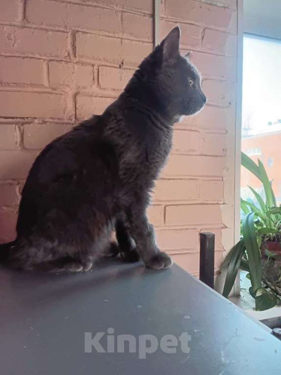 Кошки в Санкт-Петербурге: Кот в добрые руки Мальчик, Бесплатно - фото 3