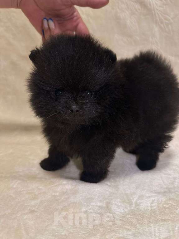 Собаки в других городах Тульской области: Померанский шпиц  Девочка, 60 000 руб. - фото 3