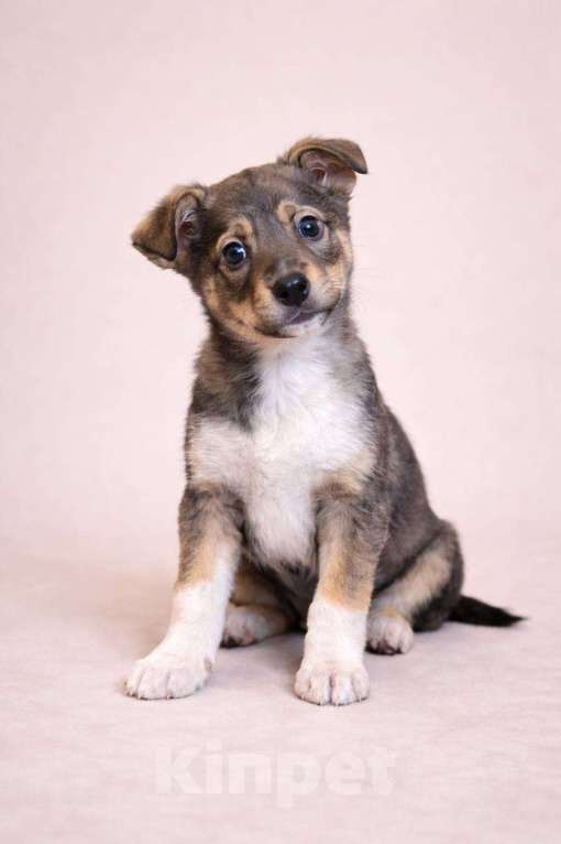 Собаки в Красногорске: Щенок Санта 2 месяца ждет свою семью Девочка, Бесплатно - фото 2