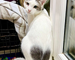 Кошки в Москве: Необычный котик Пломбир в самые добрые руки Мальчик, Бесплатно - фото 8