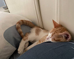 Кошки в Москве: котенок рыжик в добрые руки Девочка, Бесплатно - фото 3