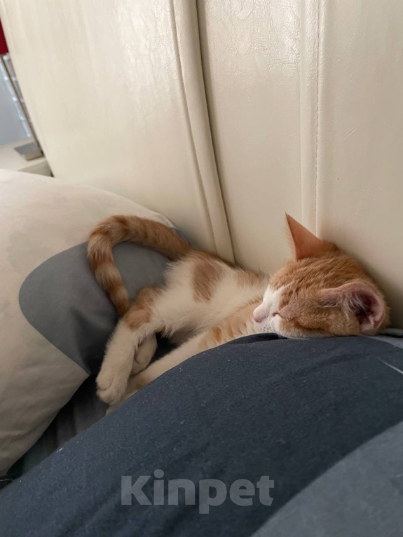 Кошки в Москве: котенок рыжик в добрые руки Девочка, Бесплатно - фото 3