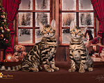 Кошки в Москве: Бенгальский котенок. Мальчик Мальчик, 55 000 руб. - фото 3