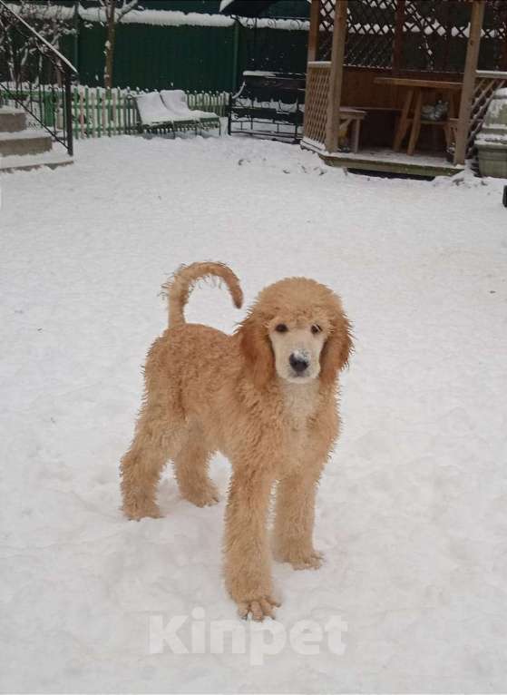 Собаки в Санкт-Петербурге: продажа щенков большого красного и абрикосового пуделя Мальчик, 60 000 руб. - фото 2