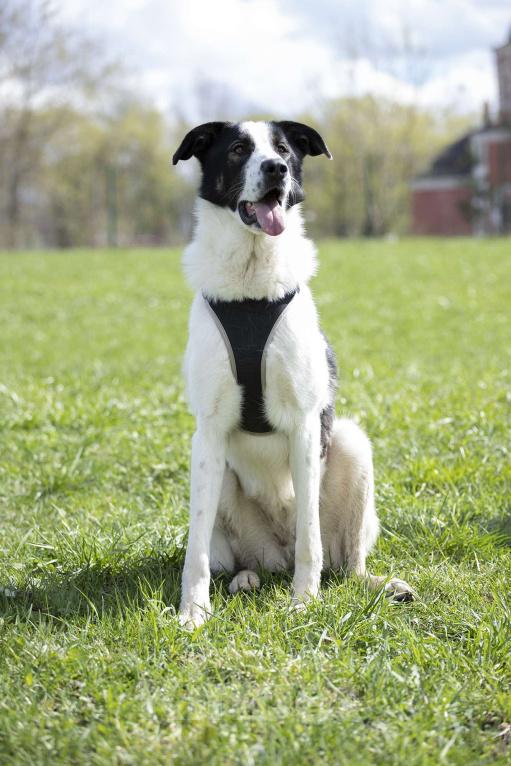 Собаки в Москве: Ласковая собака Бонита в добрые руки Девочка, Бесплатно - фото 2