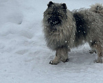 Собаки в Москве: Кобель немецкого вольфшпиц КЕЕСХОНД  Мальчик, 70 000 руб. - фото 6