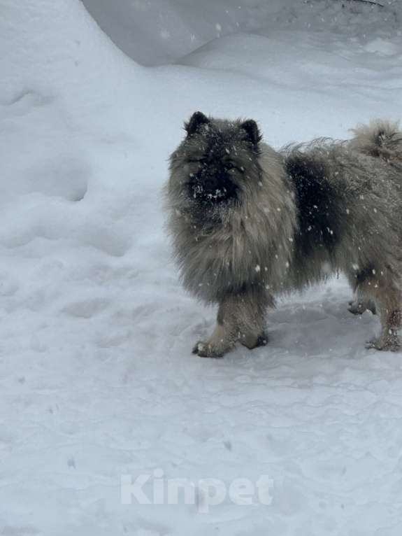 Собаки в Москве: Кобель немецкого вольфшпиц КЕЕСХОНД  Мальчик, 70 000 руб. - фото 6