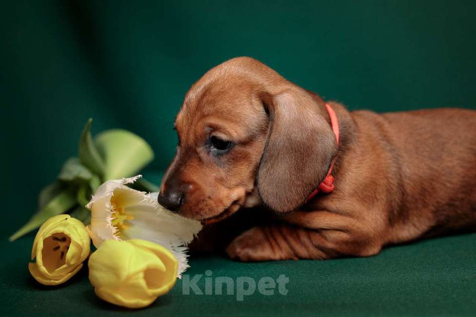 Собаки в Ельце: щенки таксы ст. г/ш Разнополые, 55 000 руб. - фото 5