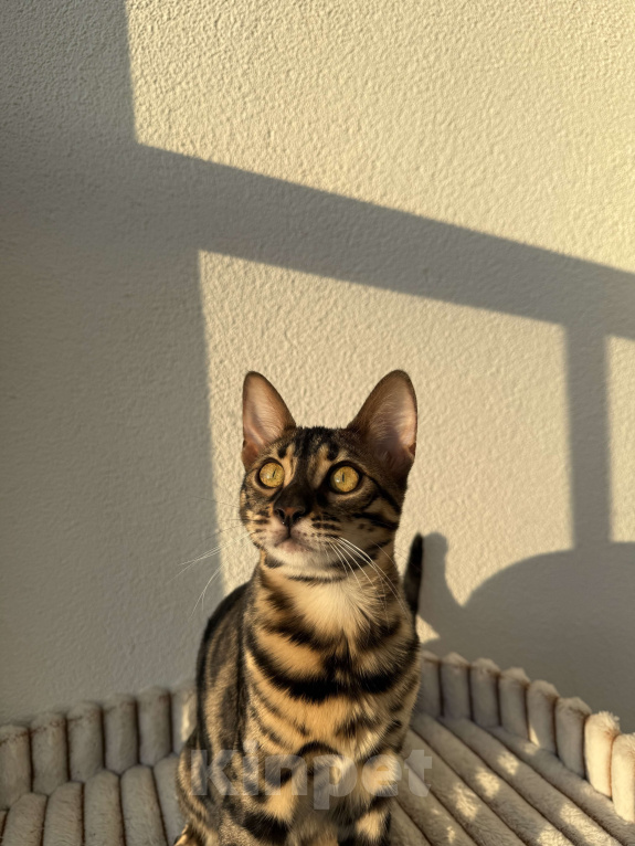 Кошки в Москве: Бенгальская угольная кошечка Девочка, 20 000 руб. - фото 2