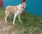 Собаки в Нефтеюганске: Срочно нужен дом Мальчик, Бесплатно - фото 7