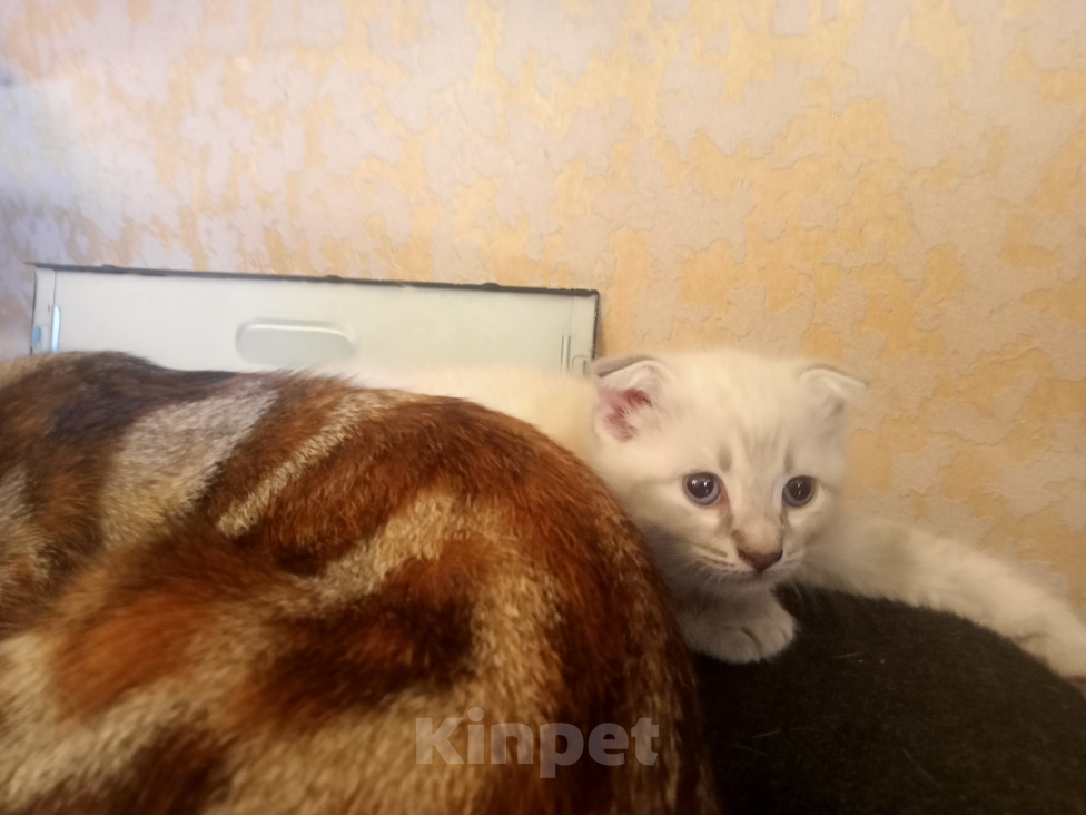 Кошки в Новошахтинске: Шотландская вислоухая девочка. Девочка, 5 000 руб. - фото 2