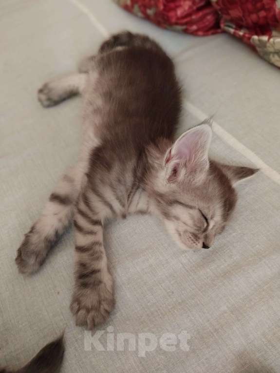 Кошки в Ставрополе: Энджел Девочка, 10 000 руб. - фото 3