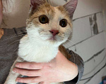 Кошки в других городах Московской области: Котенок-подросток Персик Мальчик, Бесплатно - фото 1
