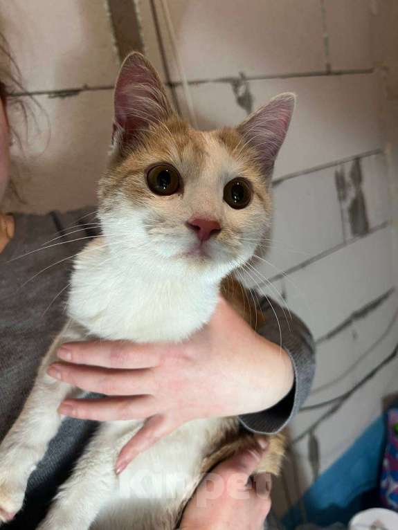 Кошки в других городах Московской области: Котенок-подросток Персик Мальчик, Бесплатно - фото 1