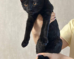 Кошки в Москве: Котенлк Локи ищет дом Мальчик, Бесплатно - фото 1