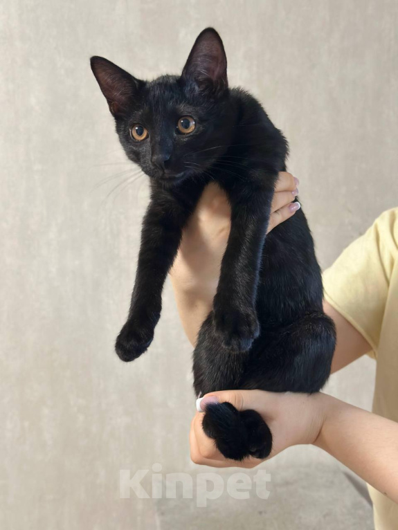 Кошки в Москве: Котенлк Локи ищет дом Мальчик, Бесплатно - фото 1