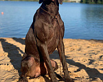 Собаки в Клине: Щенки Девочка, 60 000 руб. - фото 6