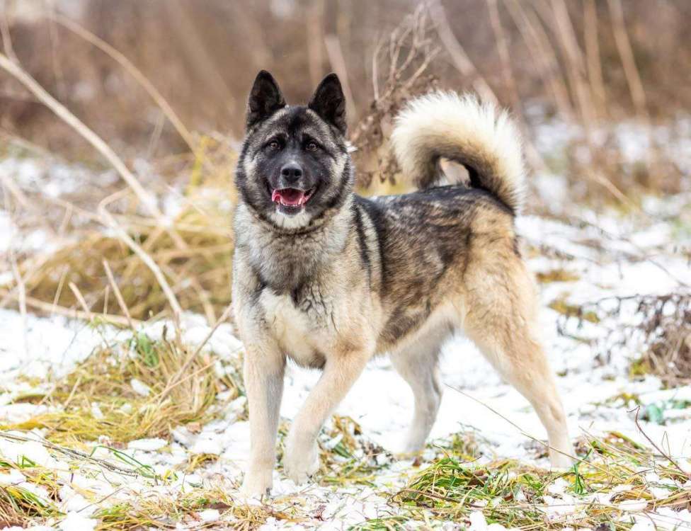 Собаки в Москве: Принцесса Нори Девочка, Бесплатно - фото 4