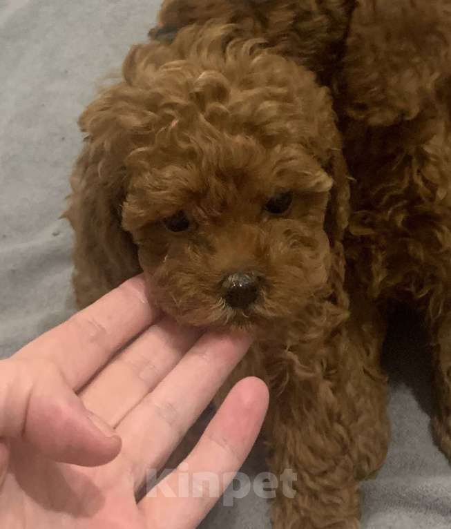 Собаки в Санкт-Петербурге: Той пудель красный Мальчик, 100 000 руб. - фото 2