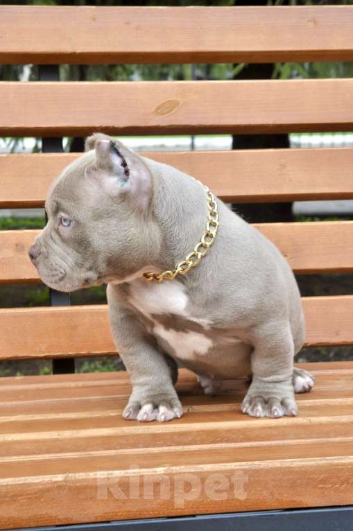 Собаки в Москве: Мальчик американский булли Мальчик, 120 000 руб. - фото 2