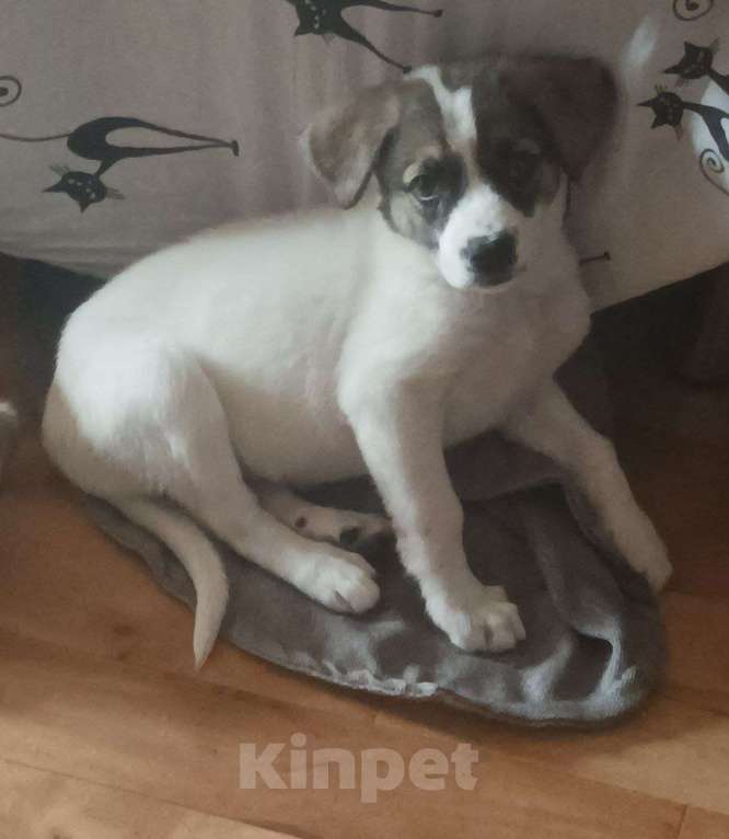 Собаки в Астрахани: Щенок в добрые руки Девочка, Бесплатно - фото 4