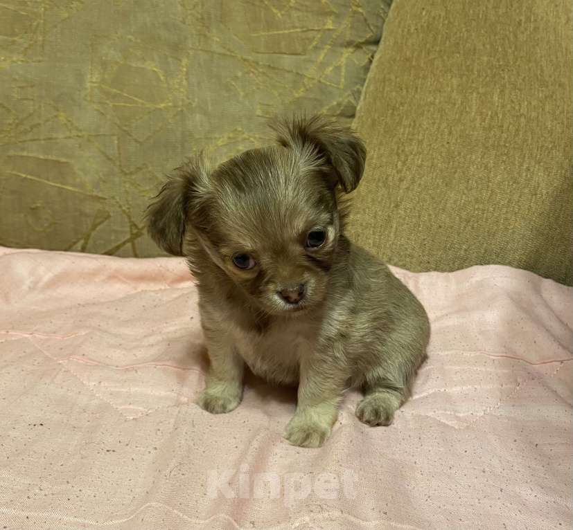 Собаки в Санкт-Петербурге: Очаровательная девочка чихуахуа мини  Девочка, 35 000 руб. - фото 10