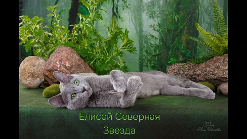 Объявление: Русские голубые котята, 30 000 руб., Санкт-Петербург