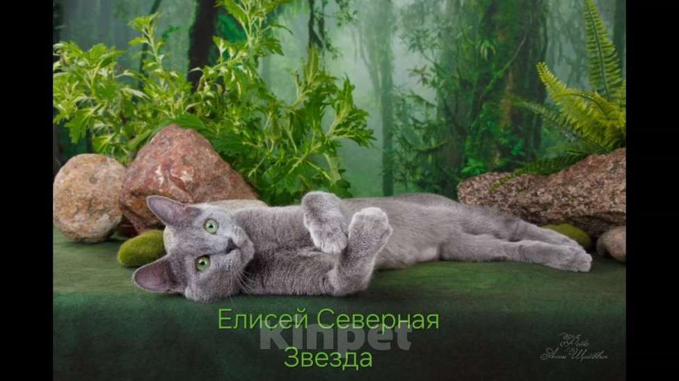Кошки в Санкт-Петербурге: Русские голубые котята Мальчик, 30 000 руб. - фото 1
