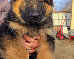 Собаки в Москве: Щенки немецкой овчарки  Мальчик, 30 000 руб. - фото 2