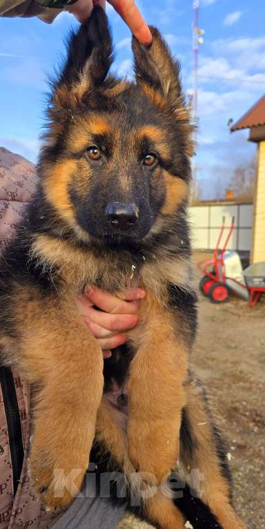 Собаки в Москве: Щенки немецкой овчарки  Мальчик, 30 000 руб. - фото 2